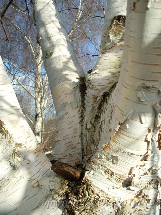 Silver birch, Greenwich Park DSCN0896.JPG -           